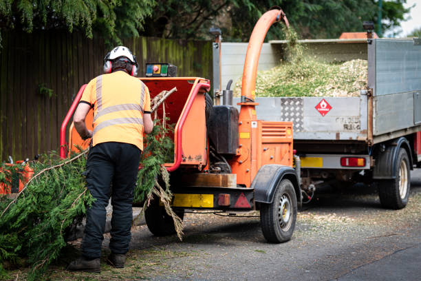 Best Commercial Tree Services  in Piney, AR